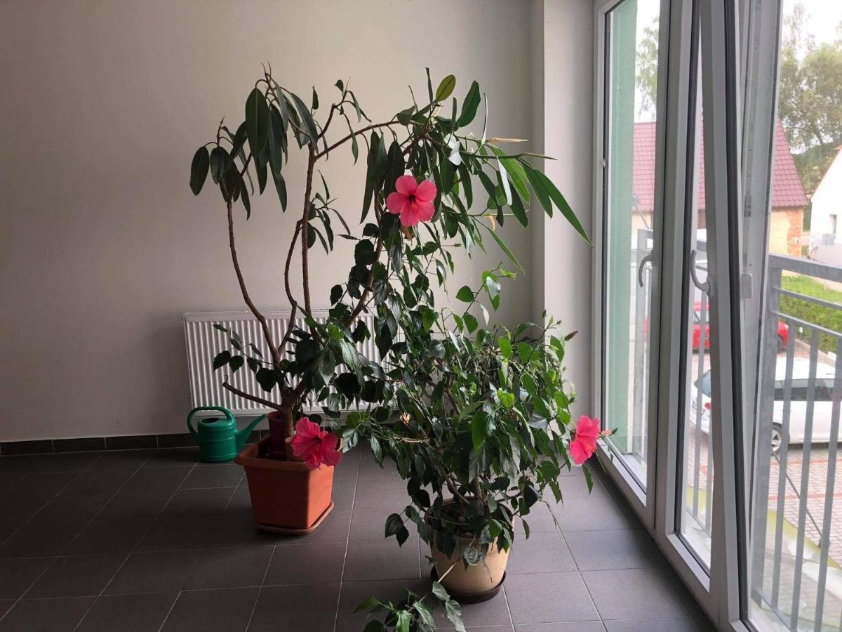 Apartman Na Lukach - Kopretina Trebon Bagian luar foto